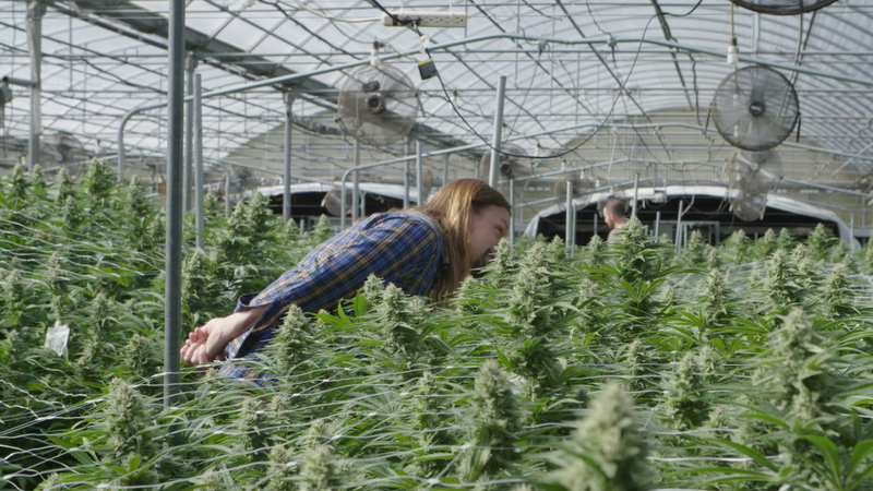 Lagunitas brewmaster Jeremy Marshall checks out the ingredients for Hi-Fi Hops.